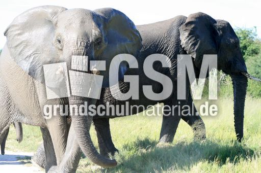 Afrikanischer_Elefant_08.JPG